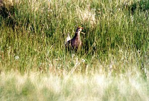 Grouse, Sharp-tailed, 1999-05 near Rapid City SD, B07P02I01